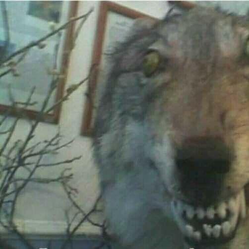 Avatar von [MONKE]Honigmelonensaft